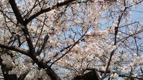 桜吹雪の中でお花見も　腰痛、肩こり、体調も考えてほどほどに＃仙川＃整体