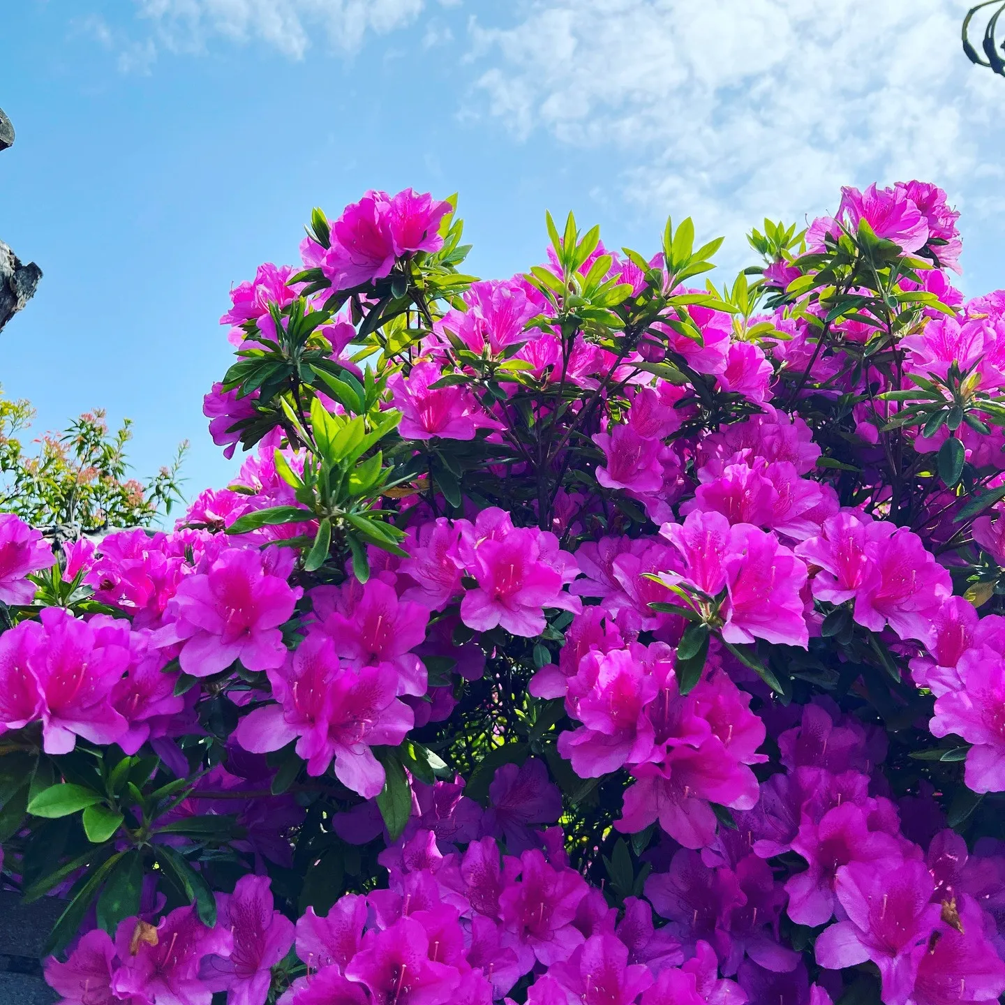 ゴールデンウィークも休まず営業！「古傷」の痛みも施術で改善。