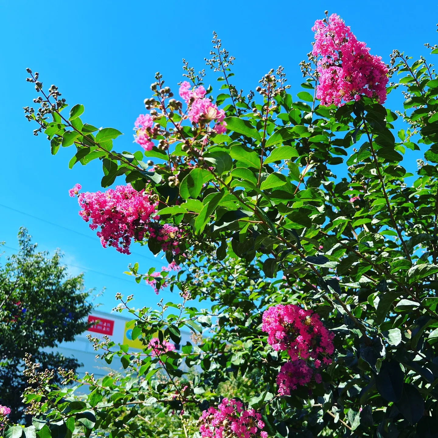 「猫背」「自律神経の乱れ」スマホへの依存から？整体矯正