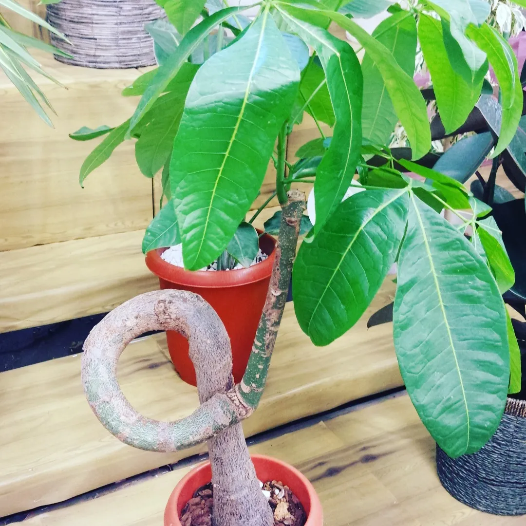 肩や頚が･･･大変な方、時間外でも相談に応じます(^^)♪